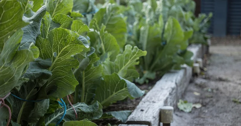Des légumes croquants : l'ordre de cuisson change tout