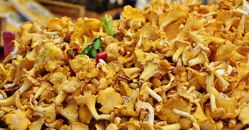 Champignons de Paris ou girolles : le choix qui change le timing